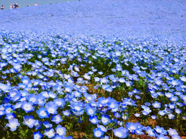 Nemophila2.jpg