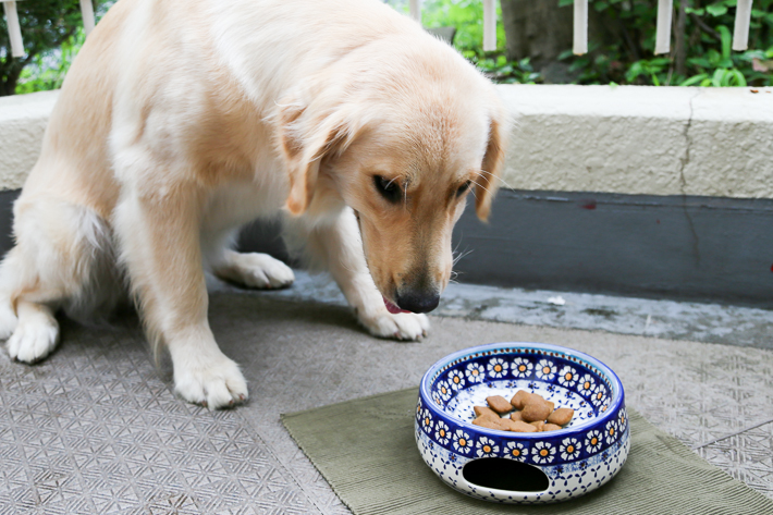 petbowl_leica25D.jpg